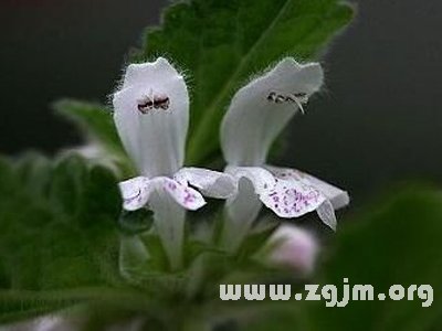 紅色野麻花的花語