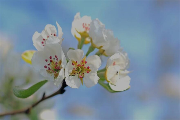 夢到了蘋果花代表著什麼_周公解夢