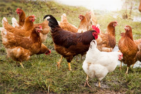 夢見很多雞是什麼意思_周公解夢