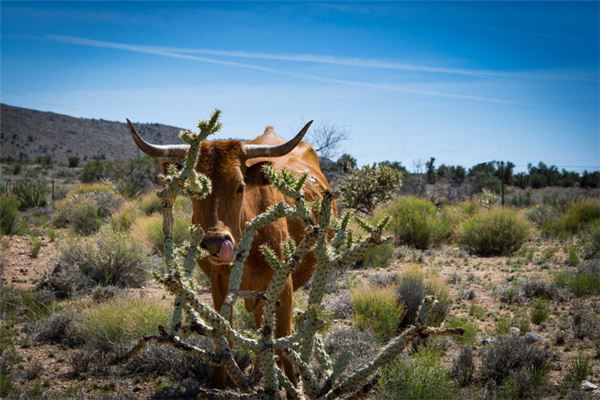 男人夢見牛是什麼意思_周公解夢