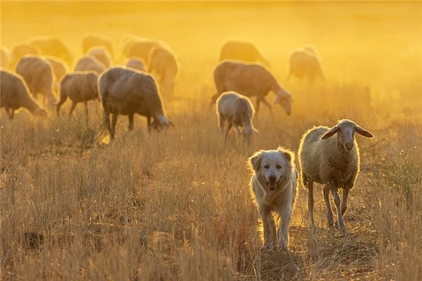 夢到了狗和羊意味著什麼_周公解夢