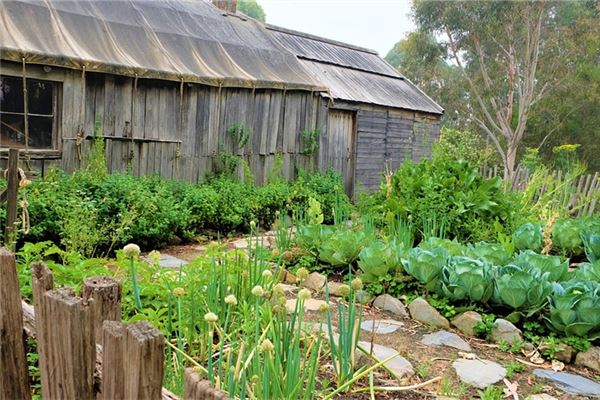 夢到了砍菜是什麼意思?_周公解夢