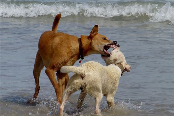 夢見狗追狗啥意思_周公解夢
