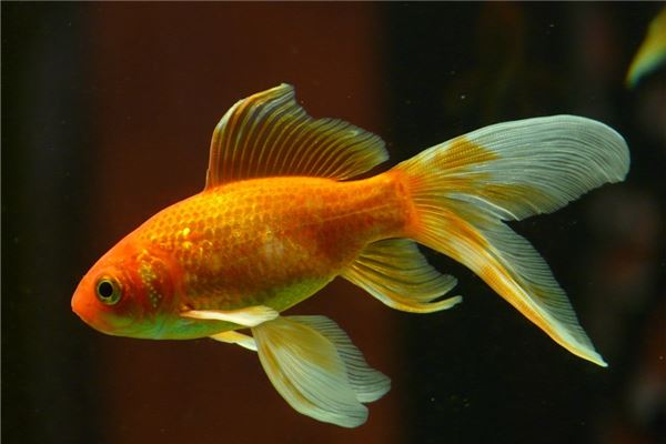 夢到了餵金魚怎麼說_周公解夢