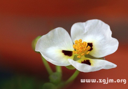 面高花的花語