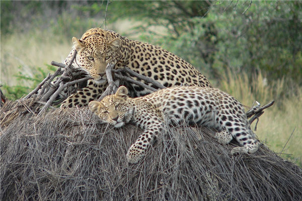 夢見被豹子咬是什麼意思_周公解夢