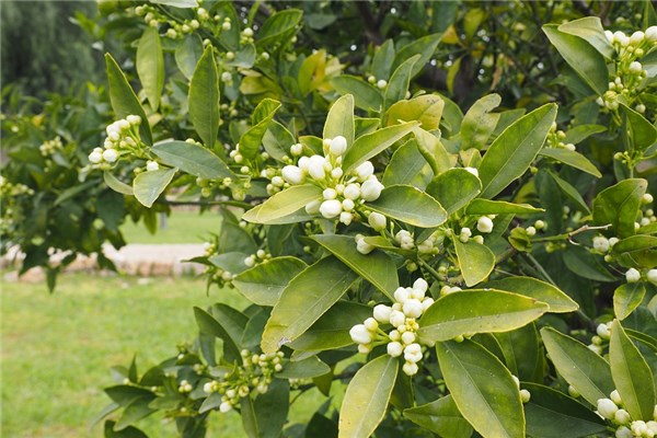 夢見橘子花是什麼啟示_周公解夢