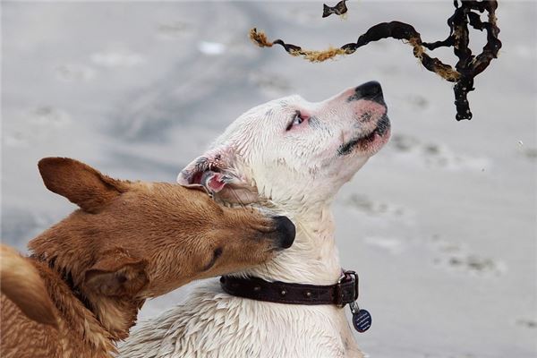 夢到了被好多狗咬代表著什麼？_周公解夢