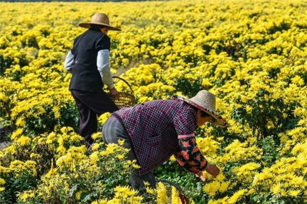 夢見摘菊花_周公解夢