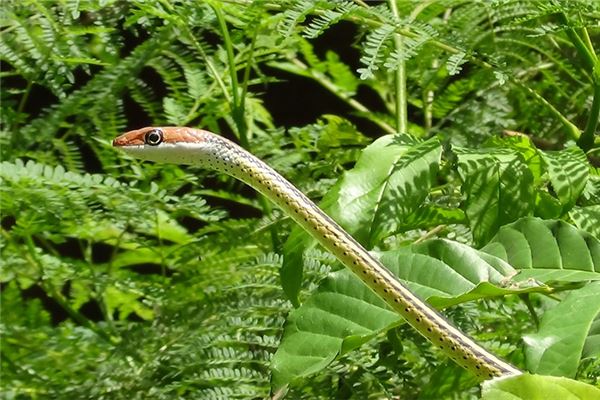 屬蛇屬相婚配表_十二生肖