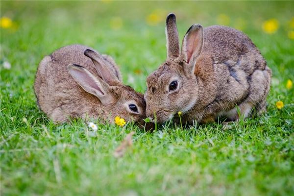 屬兔每日運勢_十二生肖