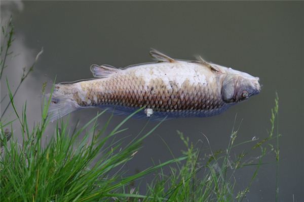 夢見河裡有死魚_周公解夢