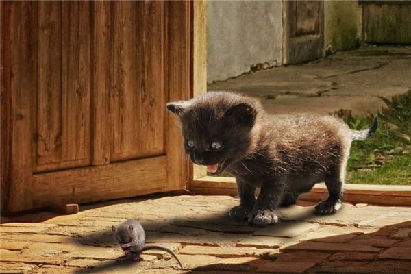 夢見老鼠和貓_周公解夢