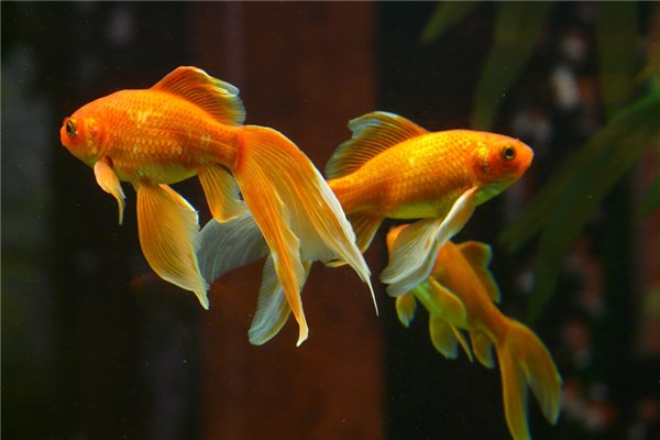 夢到放生金魚怎麼回事_周公解夢