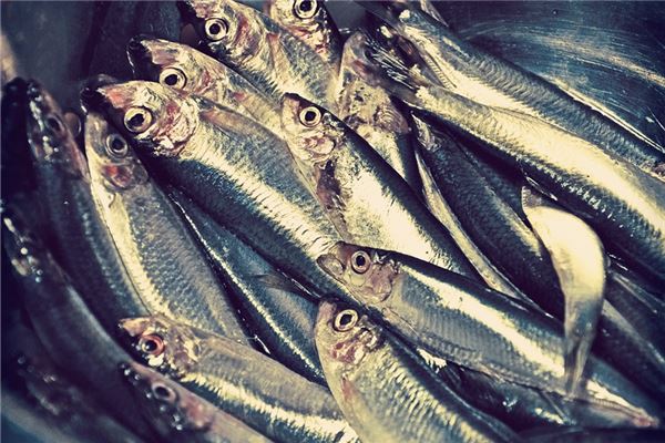 夢見賣死魚怎麼回事_周公解夢