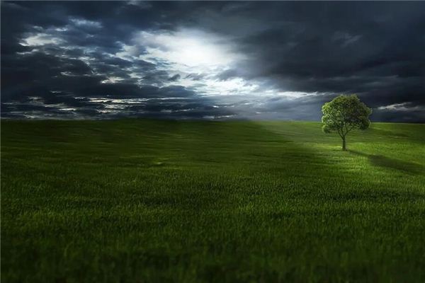 夢見打豬草是什麼意思_周公解夢