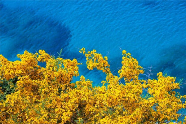 夢見花樹_周公解夢