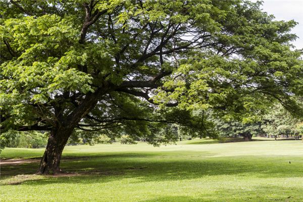 夢見樹是什麼意思_周公解夢