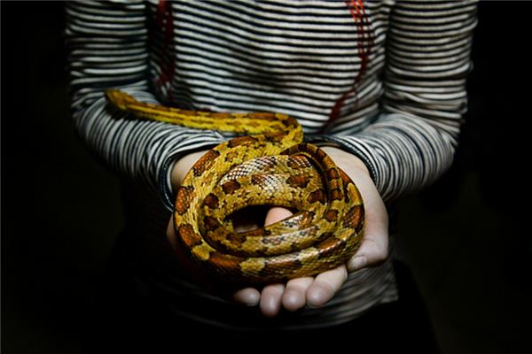 女人夢見蛇在身上_周公解夢
