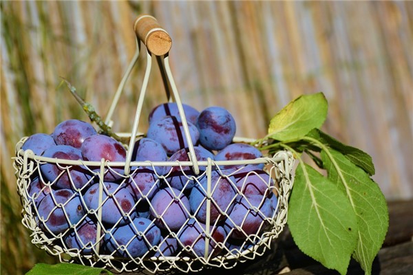 夢見賣李子預示著什麼_周公解夢