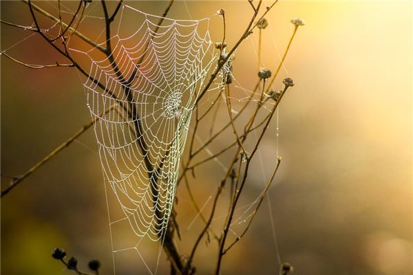 夢見蛛蛛網什麼預兆_周公解夢