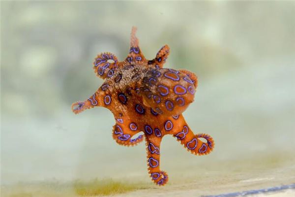 女性做夢夢到八爪魚_周公解夢