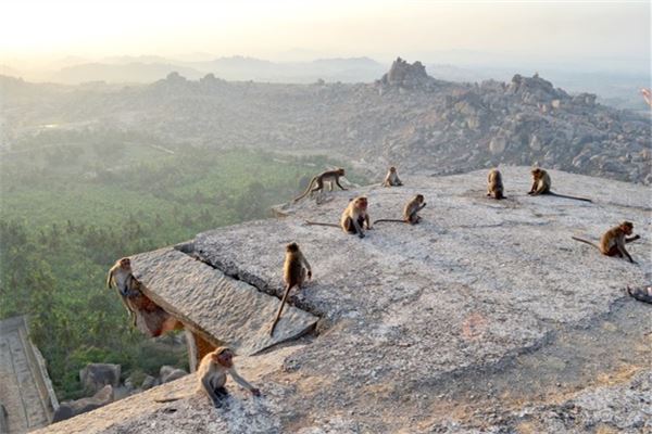 夢見很多猴子_周公解夢