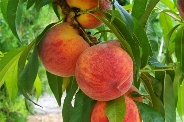 夢見桃源預示什麼_周公解夢