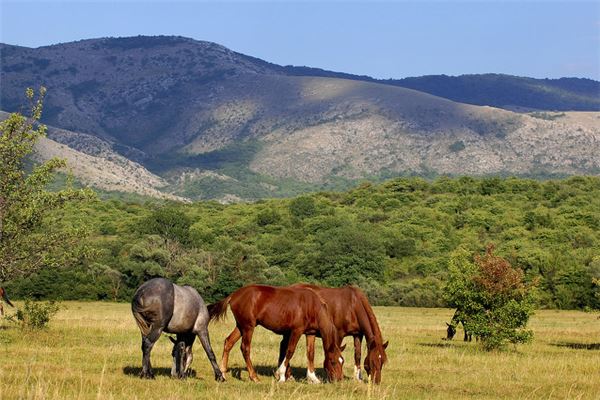夢見好多馬_周公解夢
