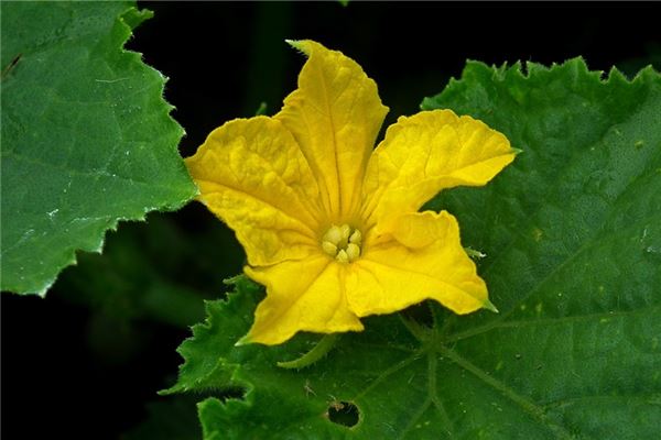 夢到黃瓜開花是啥預兆_周公解夢