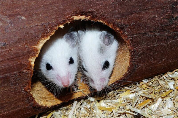 49歲4月里生的人好不好_十二生肖