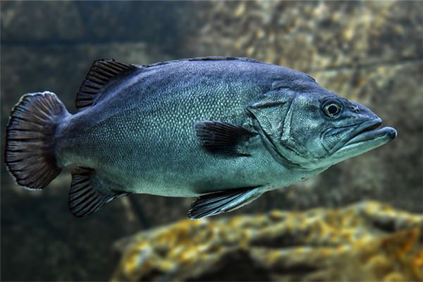 夢見水中有大魚_周公解夢