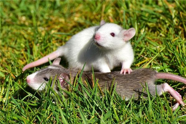 夢見很多老鼠到處亂跑是什麼意思_周公解夢