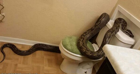 夢見家裡有大蛇
