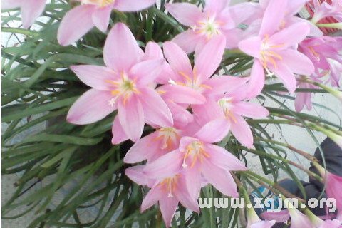 夢見蘭花開得很茂盛
