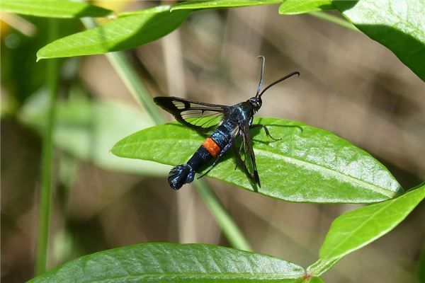 夢見飛蟲_周公解夢