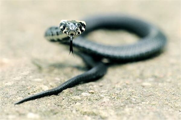 夢見蛇鑽進衣服里_周公解夢