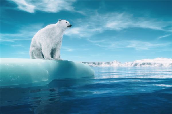 女人夢見白熊_周公解夢