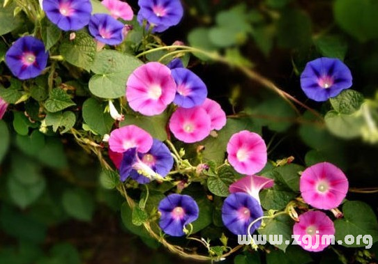 牽牛花的花語_民俗預測