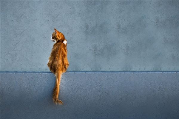 夢見貓被燒死是咋回事_周公解夢