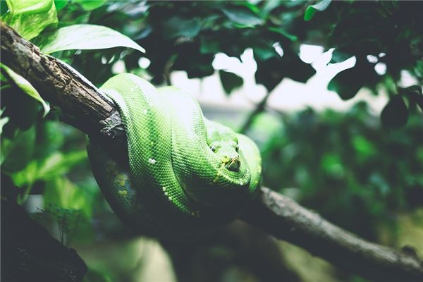 夢見又粗又大的青蛇_周公解夢