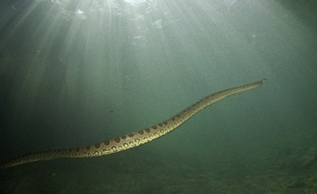 夢見大蛇在水裡游
