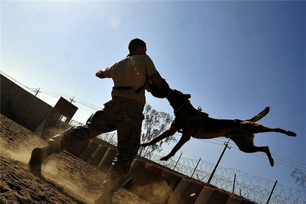 夢到別人讓狗咬了_周公解夢