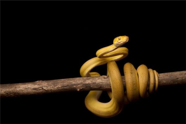 孕婦夢到小蛇是什麼意思_周公解夢