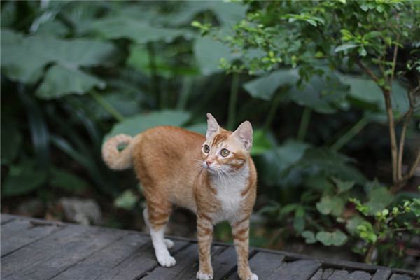 夢見流浪貓_周公解夢