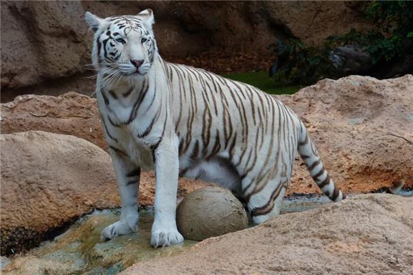 夢見虎_周公解夢