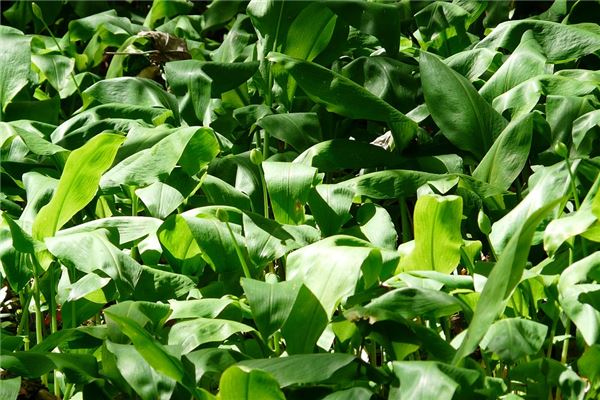 夢到蒜葉什麼預兆_周公解夢