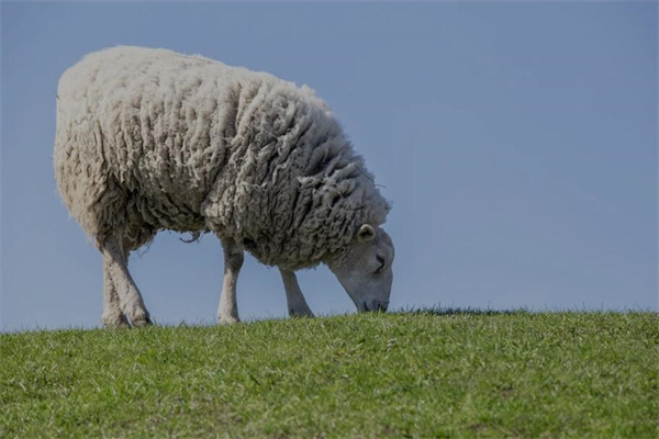 夢見母羊是什麼意思？_周公解夢