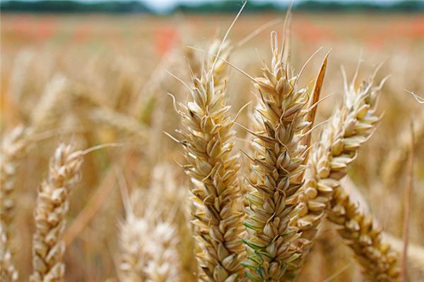 夢見好多麥子粒_周公解夢