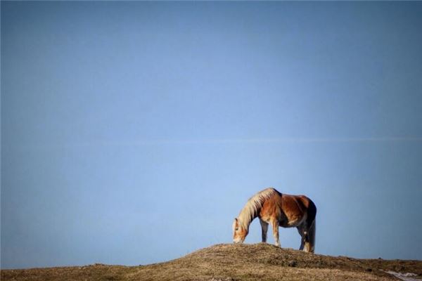屬相馬年份性格特點_十二生肖